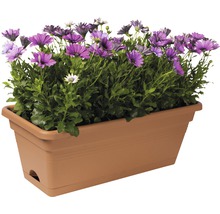Jardinière avec marguerites violettes