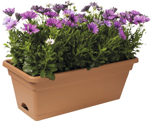 Jardinière avec marguerites violettes