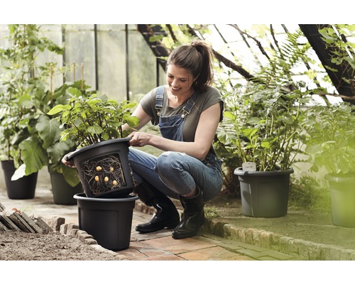 Frau mit Pflanzkartoffeln in einem Pflanzgefäß im Gewächshaus