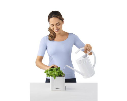 Femme arrosant du basilic dans un pot avec un arrosoir