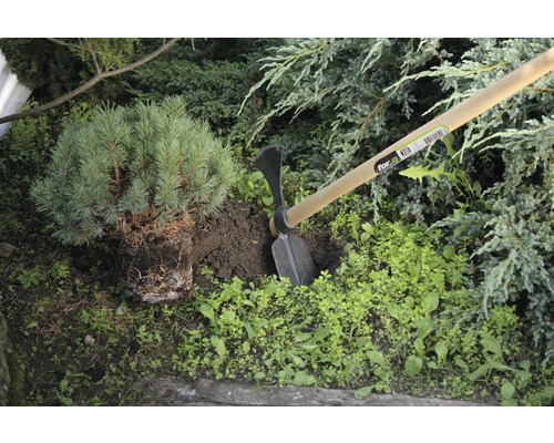 Szene einer Gartenarbeit mit einer Hacke und einer Kiefernpflanze.