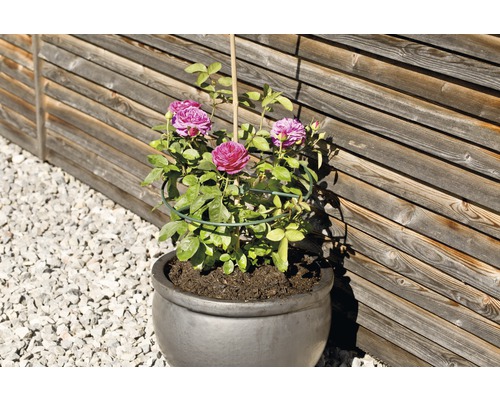 Rose in einem Topf mit Rankhilfe vor Holzwand