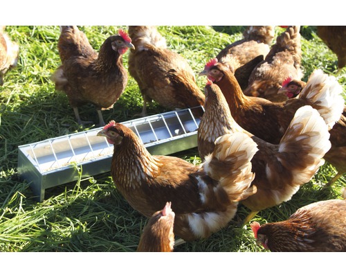 Des poules mangent dans une mangeoire dans un pré