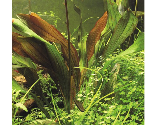 Plante d''aquarium avec de longues feuilles dans l''aquarium