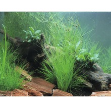 Regenschirmsimse - Eleocharis vivipara im Topf