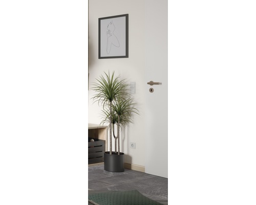 Dekorative Zimmerpflanze in einem modern eingerichteten Raum