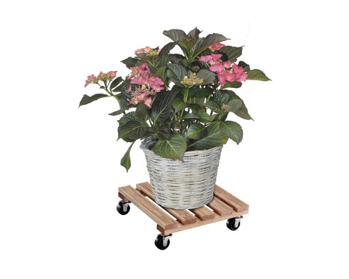 Hortensie in Korb auf Pflanzenroller