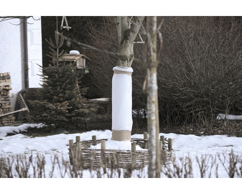 Un arbre est enveloppé d'une protection hivernale et entouré d'une petite clôture.
