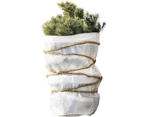 Pin cembro planté en pot avec bande de jute