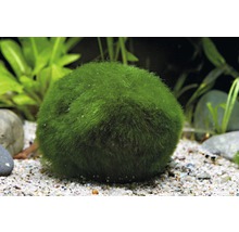 Boules d'algue - boule 2,5 - 6 cm