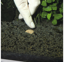 Sol d''aquarium avec boules d''engrais et main