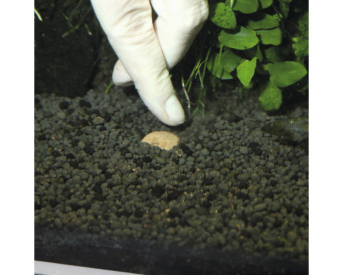 Sol d''aquarium avec boules d''engrais et main