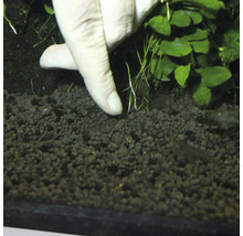 Insertion de plantes aquatiques dans du gravier d''aquarium