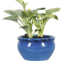 Funkie im blauen Topf für den Garten