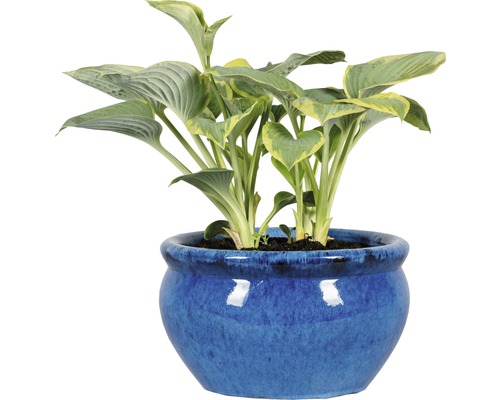 Funkie im blauen Topf für den Garten