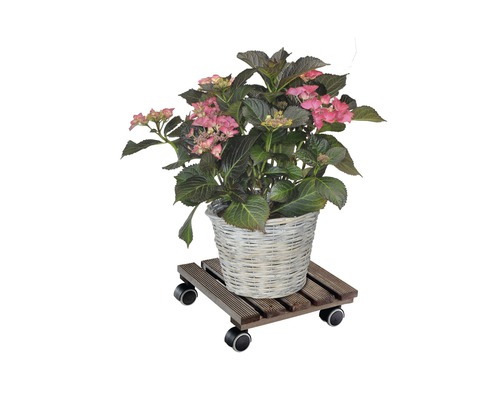 Hortensia dans un panier sur un chariot à plantes
