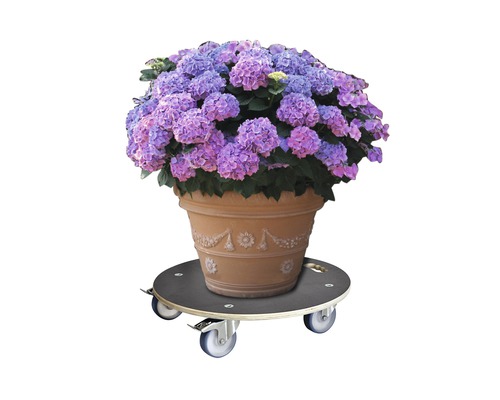 Pot de fleurs avec des hortensias violets sur roulettes pour plantes