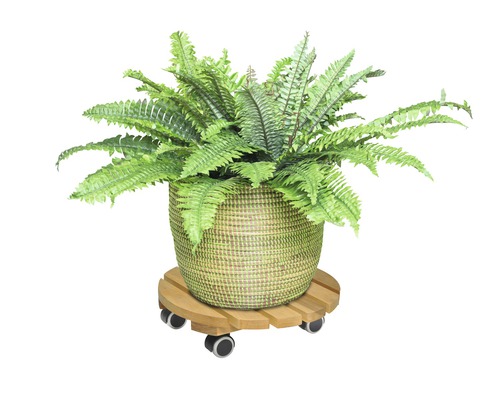 Zimmerpflanze in einem geflochtenen Topf auf einem Pflanzenroller aus Holz