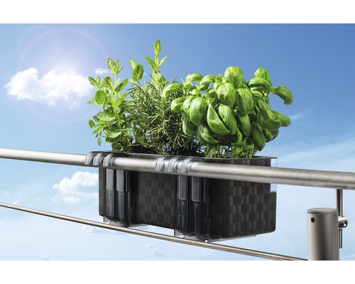 Jardinière de balcon avec des herbes aromatiques fixée à la balustrade