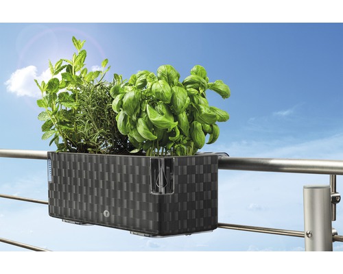 Jardinière de balcon avec herbes aromatiques sur la rambarde