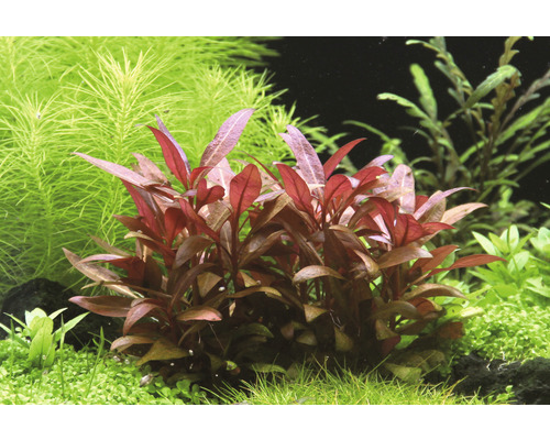 Arrangement de plantes d''aquarium dans l''eau