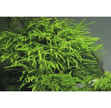 Javafarn Trident - Microsorum pteropus Trident T/10