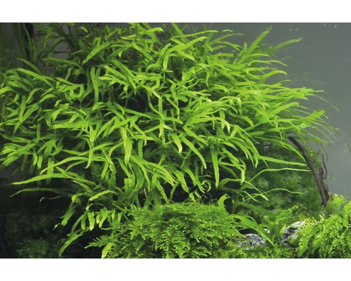 Aquarium avec plantes aquatiques