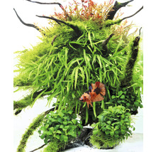 Javafarn Trident - Microsorum pteropus Trident T/10