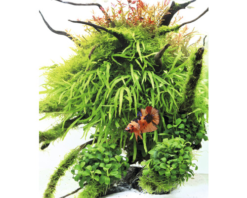 Aquarium avec plantes aquatiques et poisson d''ornement