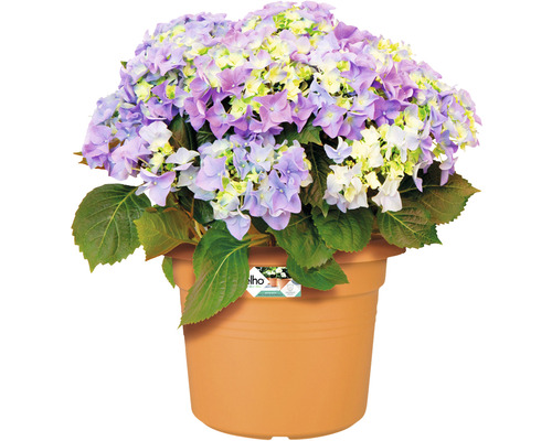 Hortensia en pot avec des fleurs violettes et blanches