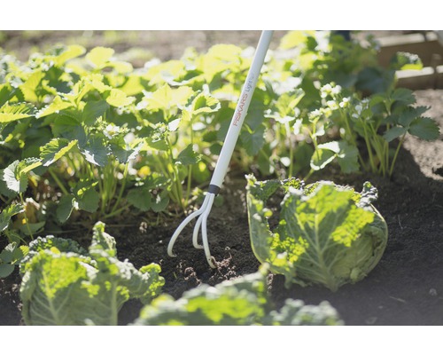 Sarcloir de jardin Fiskars utilisé entre des fraises et des choux