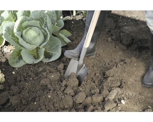 Gartenarbeit mit Spaten neben Kohlpflanze