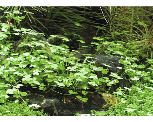 Aquarium avec plantes aquatiques et crevettes naines