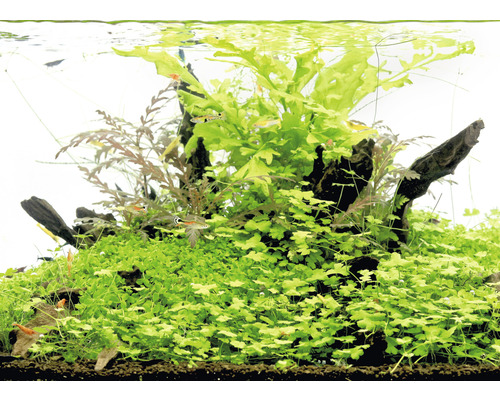 Aquarium avec plantes aquatiques, bois flotté et poissons