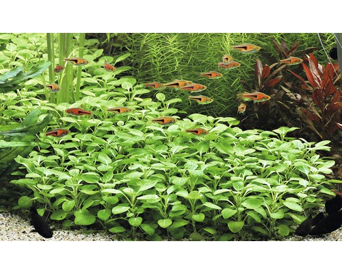 Plantes d''aquarium et poissons dans un aquarium d''eau douce