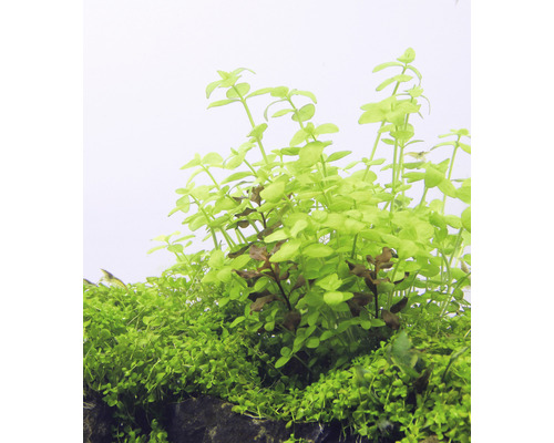 Plantes d''aquarium avec des feuilles vertes dans un aquarium.