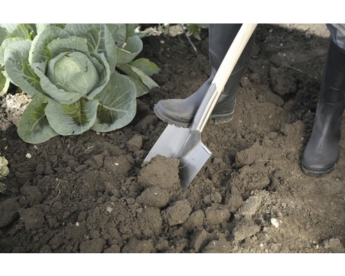 Person im Garten mit Spaten und Kohl