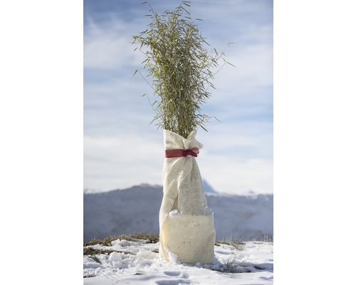 Bambuspflanze im Winterschutz verpackt
