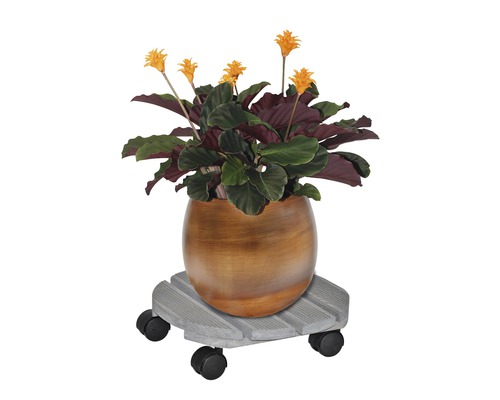 Plante d''intérieur fleurie dans un pot sur un support à roulettes