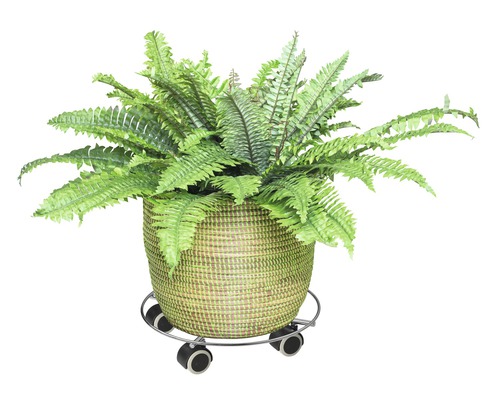 Panier avec fougère et support à roulettes pour plantes