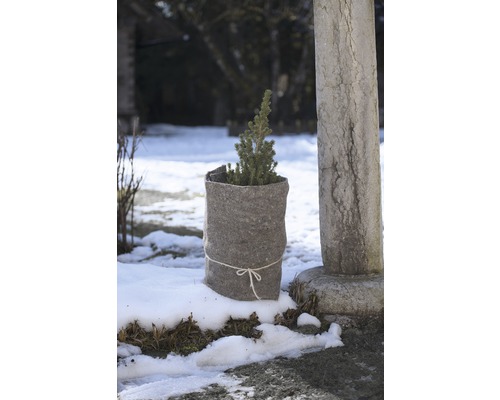 Kleine Konifere im Topf mit Jutesack im Garten im Winter