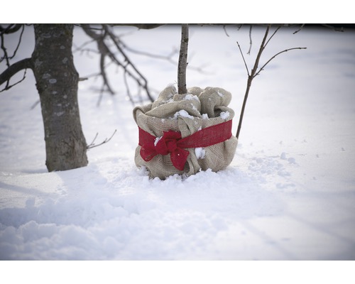 Arbre planté avec sac de jute et ruban dans la neige