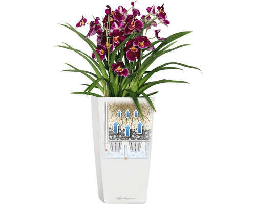 Orchidée dans un pot blanc avec système d''irrigation