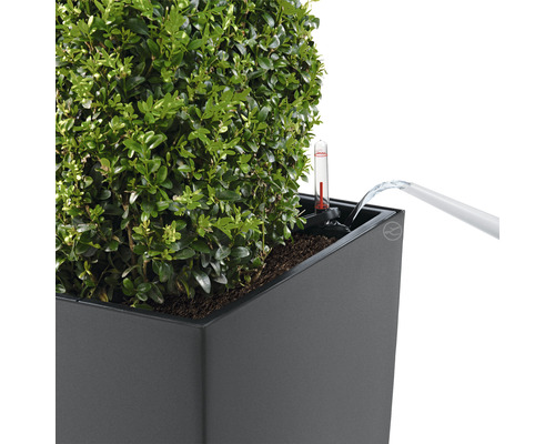 Arrosage d''un buis dans une jardinière avec indicateur de niveau d''eau