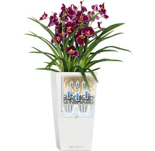 Orchidee in Pflanzgefäß mit Bewässerungssystem