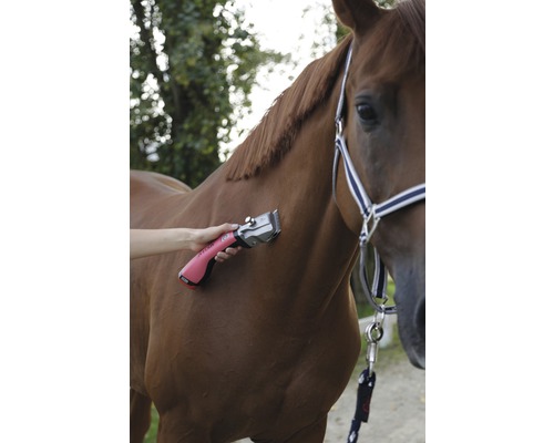 Tonte d''un cheval avec une tondeuse électrique sur le pelage.