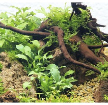 Schismatoglottis prietoi