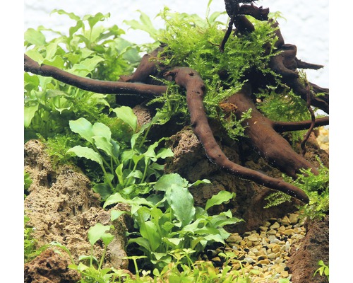 Gros plan d''un aquarium avec des plantes, du bois et des pierres.