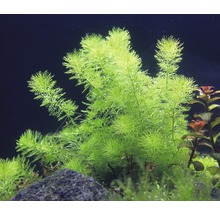 Guyana-Tausenblatt - Myriophyllum spec. `Guayana`
