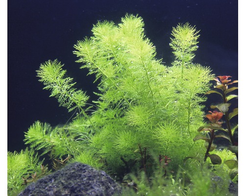 Aquarienpflanze mit feinen Blättern